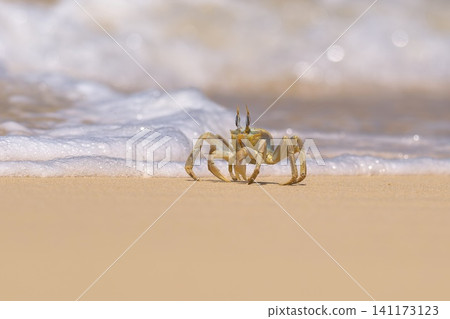 Shallow focus of a Tufted ghost crab (Ocypode cursor) on a sandy beach - Boa Vista, Cape Verde. Shallow focus of a Tufted ghost crab (Ocypode cursor) on a sandy beach - Boa Vista, Cape Verde. 141173123