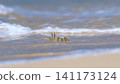 Shallow focus of a Tufted ghost crab (Ocypode cursor) on a sandy beach - Boa Vista, Cape Verde. 141173124