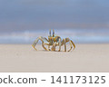Shallow focus of a Tufted ghost crab (Ocypode cursor) on a sandy beach - Boa Vista, Cape Verde. 141173125