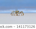 Shallow focus of a Tufted ghost crab (Ocypode cursor) on a sandy beach - Boa Vista, Cape Verde. 141173126