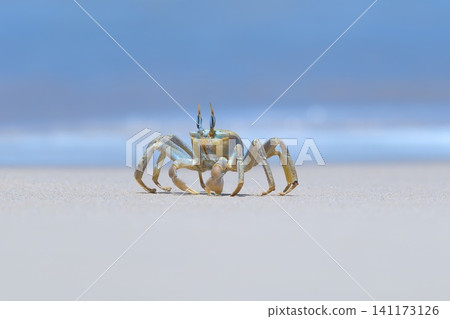 Shallow focus of a Tufted ghost crab (Ocypode cursor) on a sandy beach - Boa Vista, Cape Verde. 141173126