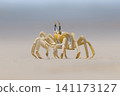 Shallow focus of a Tufted ghost crab (Ocypode cursor) on a sandy beach - Boa Vista, Cape Verde. 141173127
