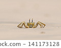 Shallow focus of a Tufted ghost crab (Ocypode cursor) on a sandy beach - Boa Vista, Cape Verde. 141173128