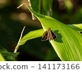 Flying turtle seseli 141173166