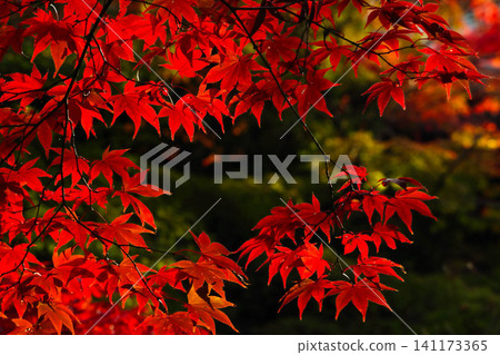 Momiji who changed leaves Momiji who changed leaves 141173365