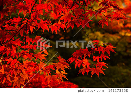 Momiji who changed leaves 141173368