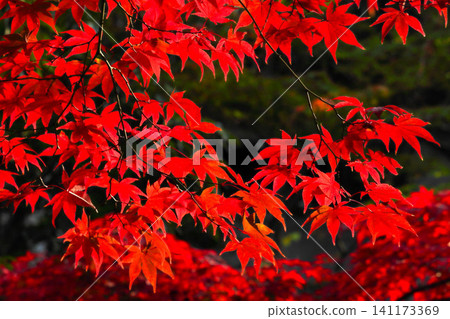 Momiji who changed leaves Momiji who changed leaves 141173369