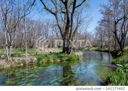 Trees reflected on the water's surface and a clear stream - Daio Wasabi Farm Trees reflected on the water's surface and a clear stream - Daio Wasabi Farm 141173402