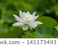 White Lotus Flower 141173493
