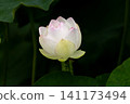 Landscape with lotus flowers 141173494