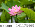 Landscape with lotus flowers 141173495