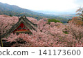 Even on a cloudy day, the cherry blossoms are in full bloom, making the foothills of Ibaraki Prefecture beautiful. Even on a cloudy day, the cherry blossoms are in full bloom, making the foothills of Ibaraki Prefecture beautiful. 141173600
