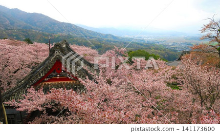 Even on a cloudy day, the cherry blossoms are in full bloom, making the foothills of Ibaraki Prefecture beautiful. Even on a cloudy day, the cherry blossoms are in full bloom, making the foothills of Ibaraki Prefecture beautiful. 141173600