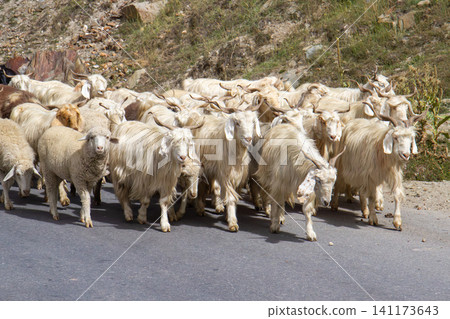 Herd of sheep and goats Herd of sheep and goats 141173643