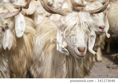 Herd of goat Herd of goat 141173646