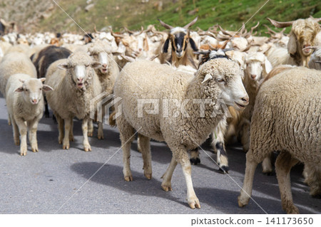 Herd of sheep and goats Herd of sheep and goats 141173650