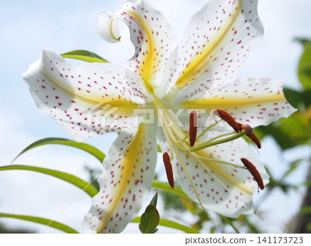  Wild lily 141173723