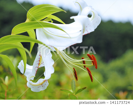 Wild lily Wild lily 141173724