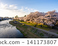 石川縣金澤市西川沿岸一排盛開的櫻花樹,以及春天傍晚的景色。 石川縣金澤市西川沿岸一排盛開的櫻花樹,以及春天傍晚的景色。 141173807