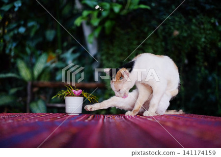 A cute cat is sitting and grooming itself on pink tablecloth with a Thai pattern on wooden table in resort in cafe of Thailand A cute cat is sitting and grooming itself on pink tablecloth with a Thai pattern on wooden table in resort in cafe of Thailand 141174159