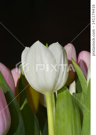 Tulip Tulip 141174416