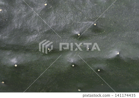 Macro Texture of Dark Green Cucumber Skin Macro Texture of Dark Green Cucumber Skin 141174435