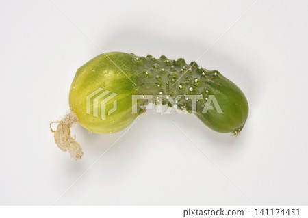 Small Gherkin Cucumber on White Background Small Gherkin Cucumber on White Background 141174451