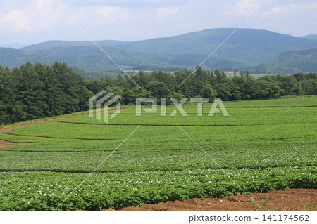 山坡上的馬鈴薯田;北海道東部的景色;馬鈴薯花。 山坡上的馬鈴薯田;北海道東部的景色;馬鈴薯花。 141174562