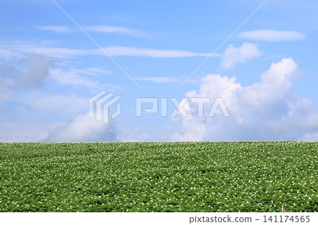 Potato fields on hillsides; a landscape of eastern Hokkaido; potato flowers. Potato fields on hillsides; a landscape of eastern Hokkaido; potato flowers. 141174565