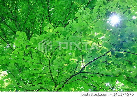 Hokkaido, summer forest: sunlight filtering through the trees and deep green Katsura trees Hokkaido, summer forest: sunlight filtering through the trees and deep green Katsura trees 141174570