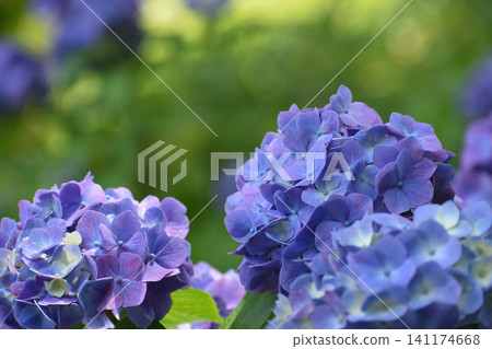 Dark purple hydrangea Dark purple hydrangea 141174668