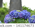 Dark purple hydrangea 141174673