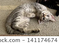 A cute mackerel tabby kitten lies on its back on the floor, staring at the camera. 141174674