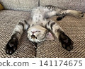 A tabby kitten is fast asleep on the sofa, lying on its back with its arms raised in a victory pose. 141174675