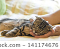 A close-up of a kitten sleeping soundly with its eyes closed, resting its head on a hand. 141174676