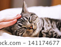 A tabby cat stands there looking happy as its head is stroked. 141174677