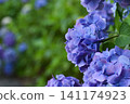 Blue-purple hydrangea 141174923
