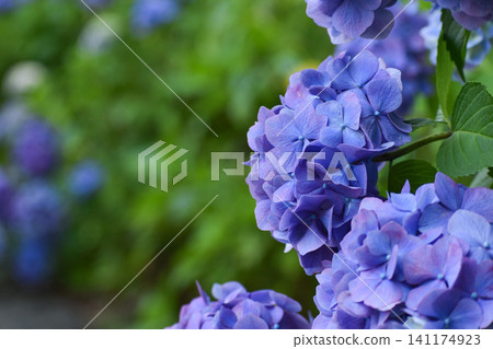 Blue-purple hydrangea Blue-purple hydrangea 141174923