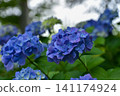 Blue-purple hydrangea 141174924