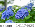 Blue-purple hydrangea 141174925