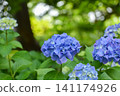 Blue-purple hydrangea 141174926
