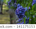 Dark purple hydrangea 141175153