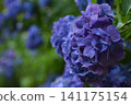 Dark purple hydrangea 141175154