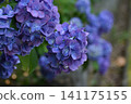 Dark purple hydrangea 141175155