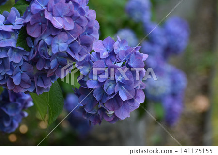 Dark purple hydrangea Dark purple hydrangea 141175155