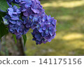 Dark purple hydrangea 141175156