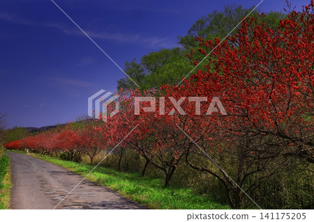Bright red autumn leaves and the road Bright red autumn leaves and the road 141175205
