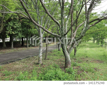 雨後的西陣中央公園，盛開著白花、蘑菇和繡球花。 141175240