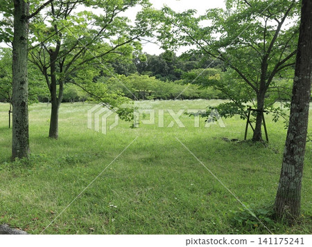 雨後的西陣中央公園,盛開著白花、蘑菇和繡球花。 雨後的西陣中央公園,盛開著白花、蘑菇和繡球花。 141175241