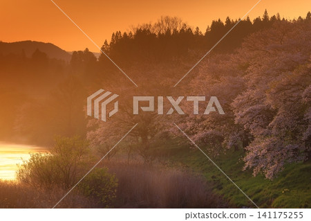 岩手縣花卷市東和町黎明時分的一排櫻花樹 岩手縣花卷市東和町黎明時分的一排櫻花樹 141175255